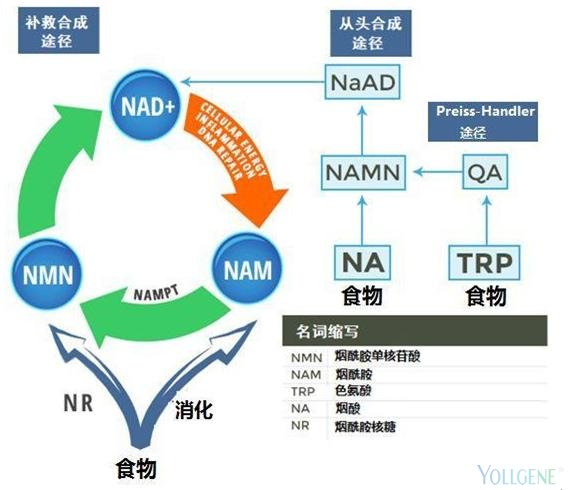 NAD+补充途径