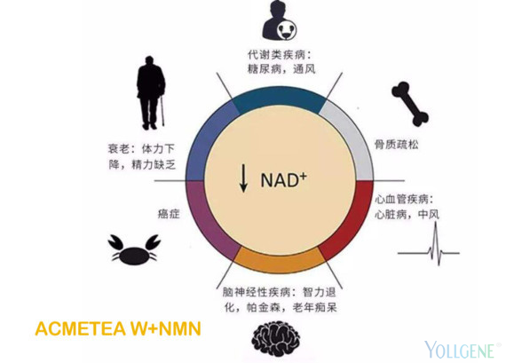 “不老药”NMN是如何违背自然规律的？